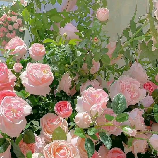 @是小芳呀 •͈ ₃ •͈