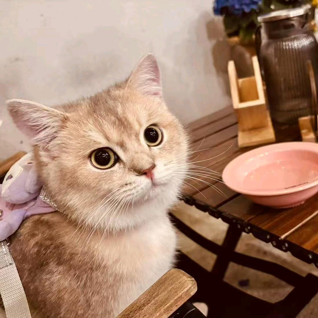 咿呀咿呀哟