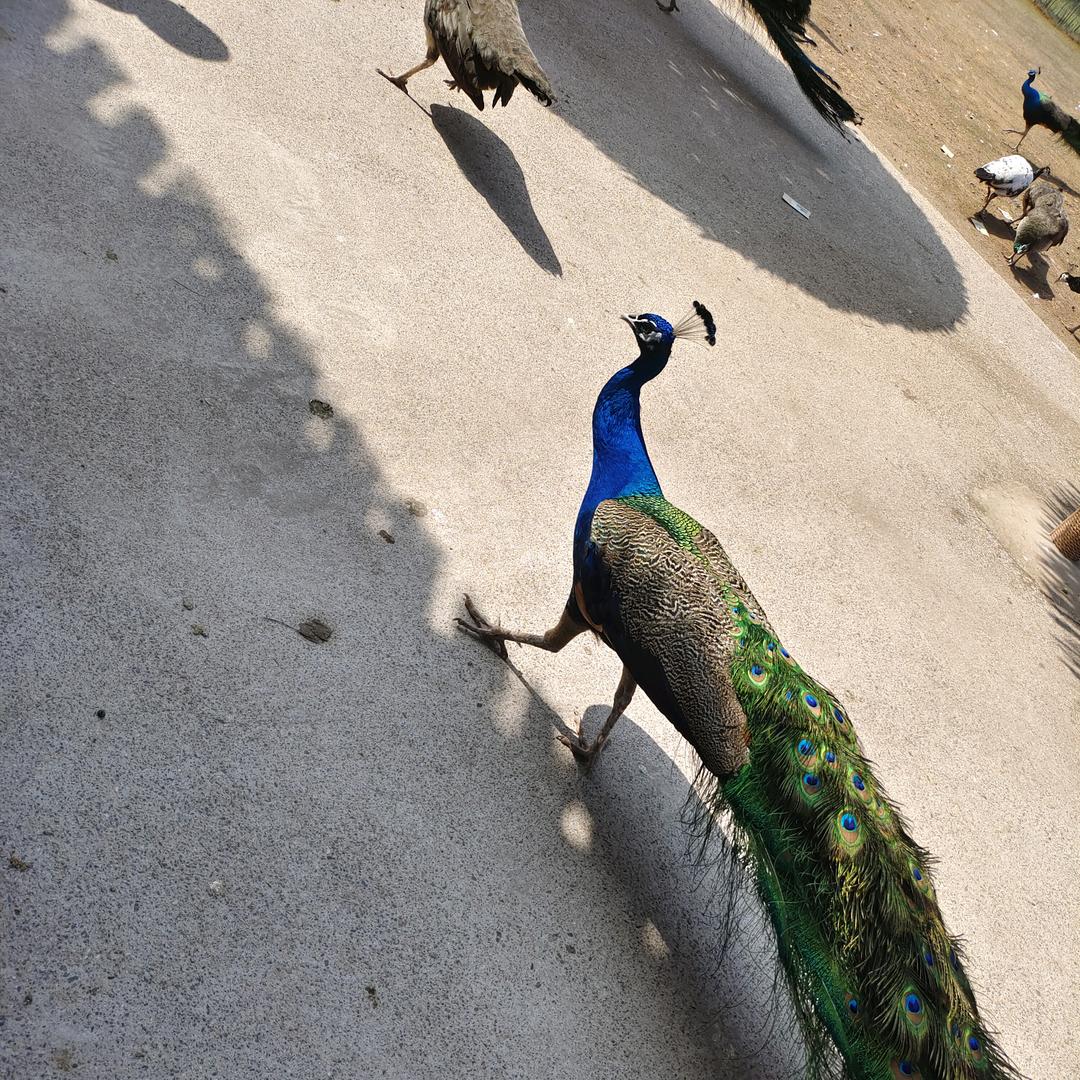 大大滴良民⁷⁵⁸