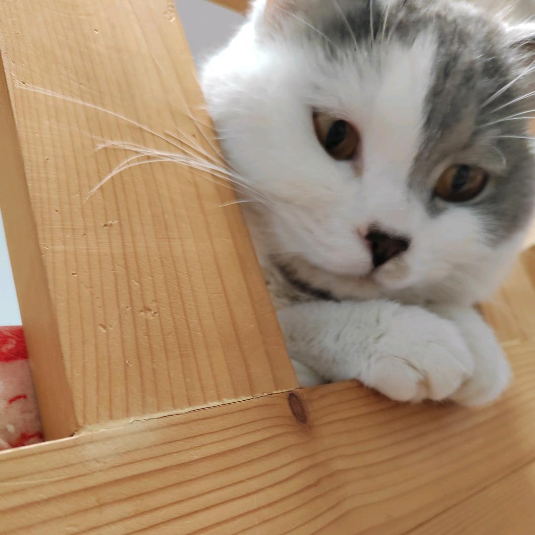 飞吖
