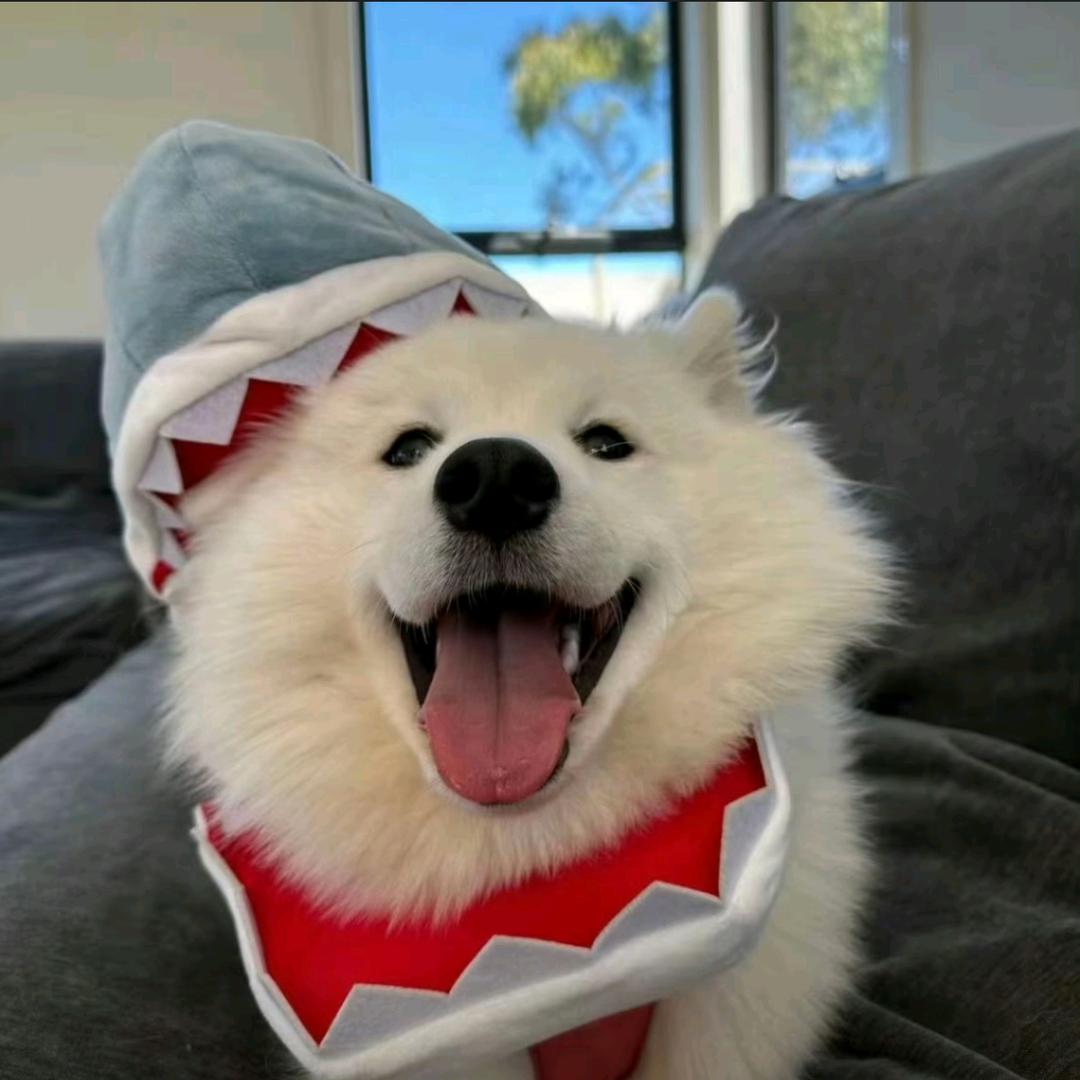 爱吃土豆的马铃薯🥔