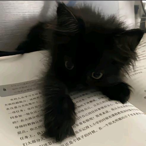 猫斯塔