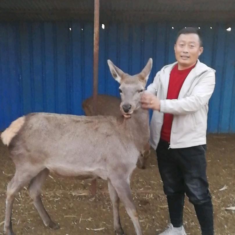内蒙古羚鹿益寿堂滋补养生专营店