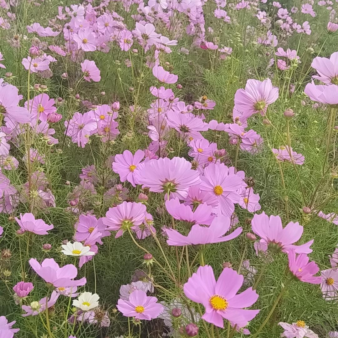 。…