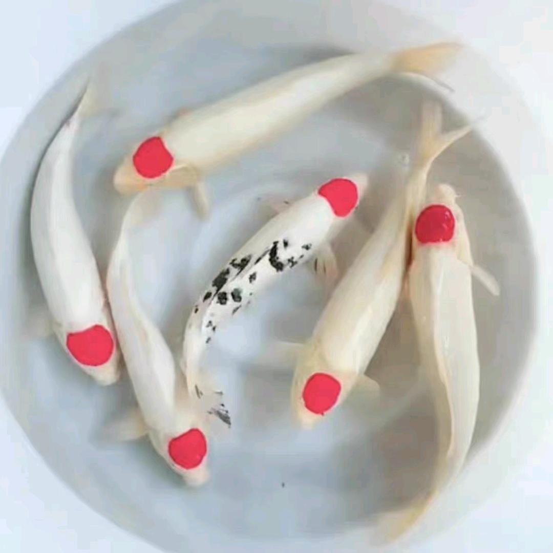 哆哆锦鲤汽车巴士