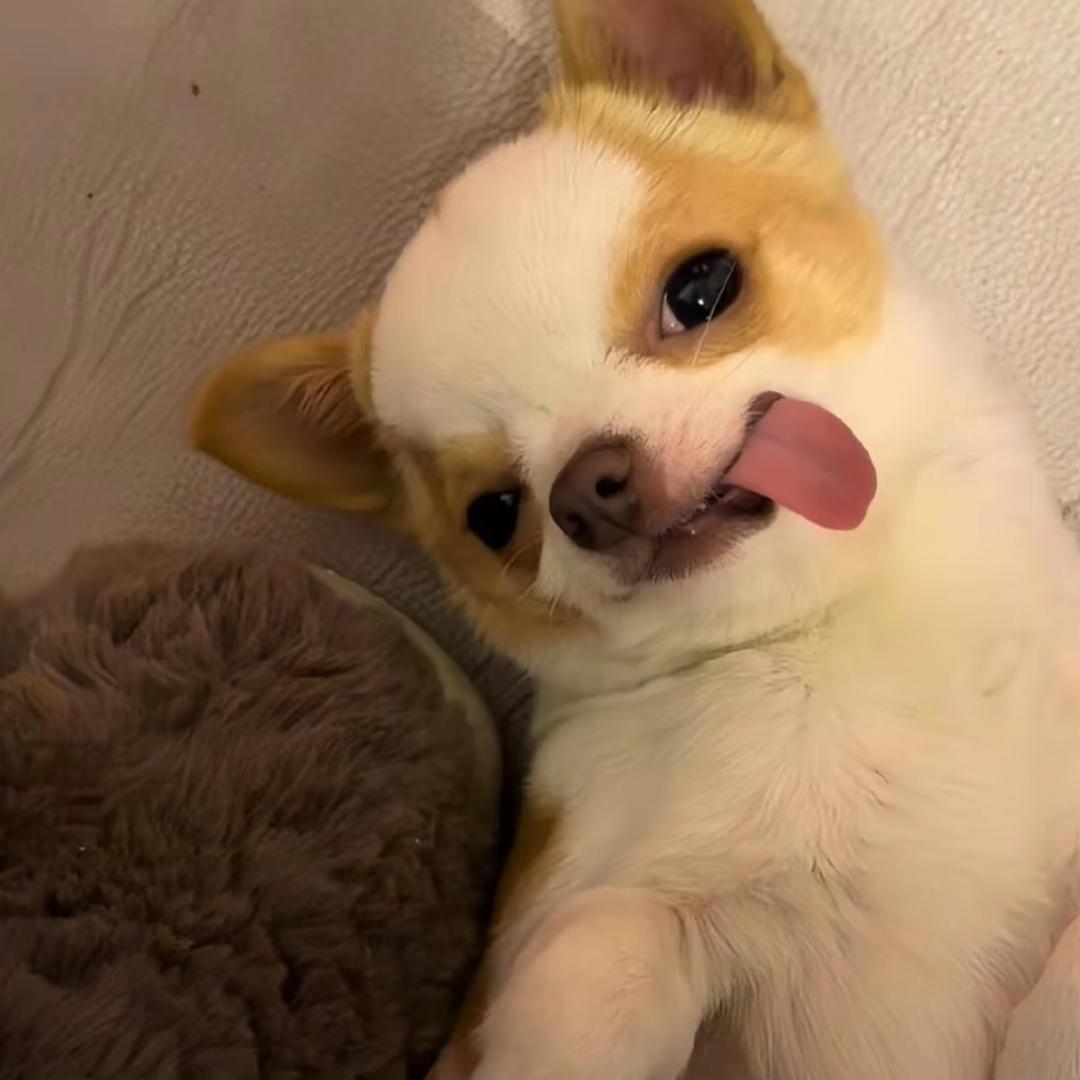 捱窝趣