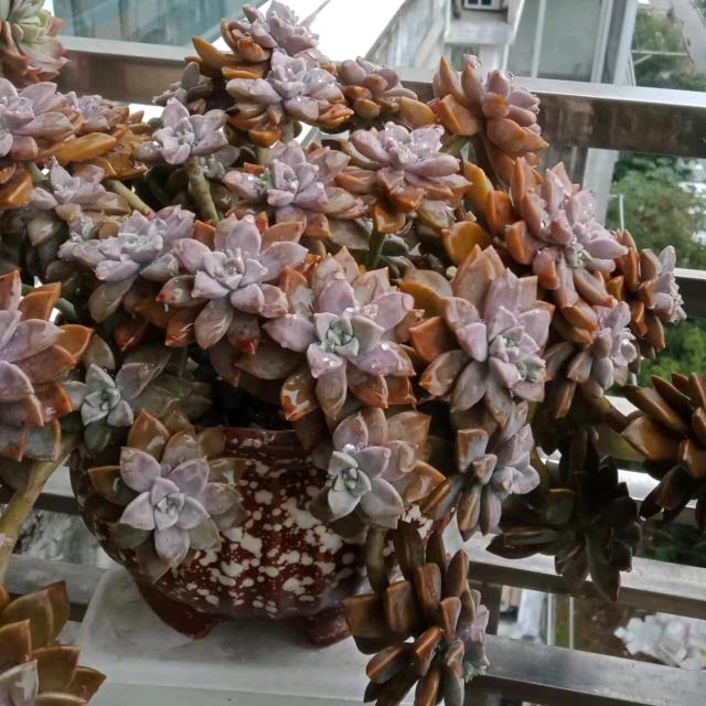 凤(≧∇≦)/