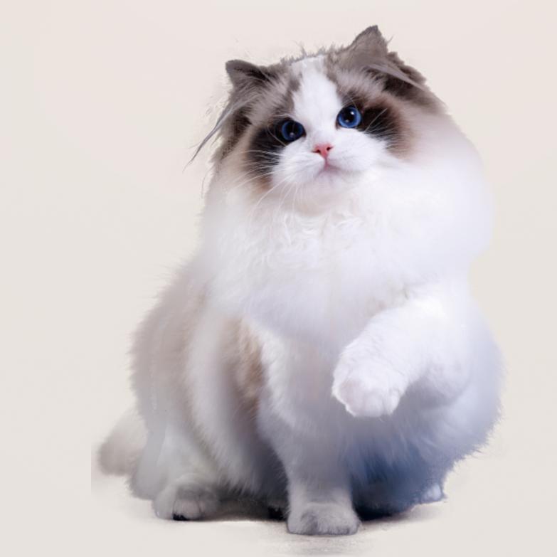 B0ss布偶猫