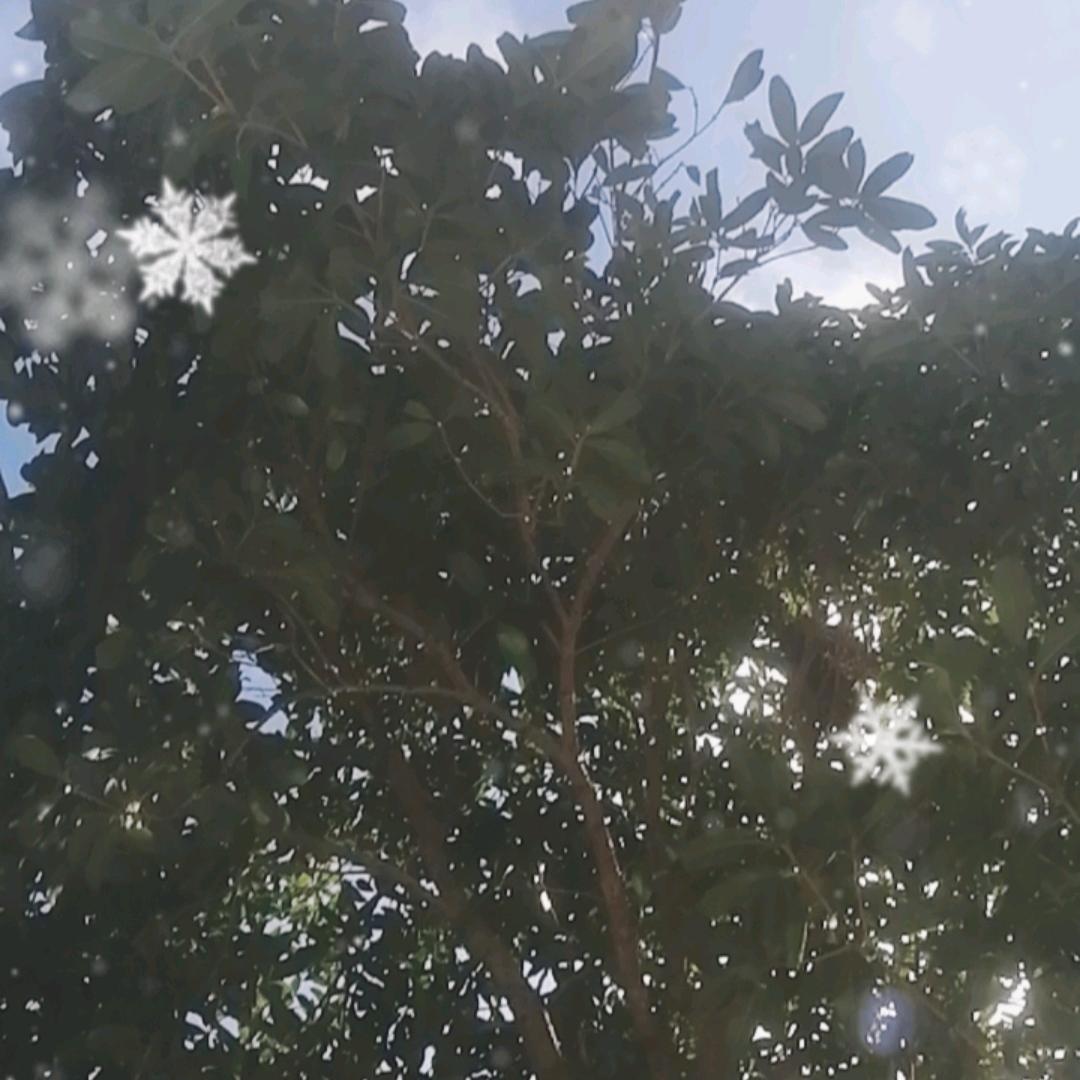 母亲节