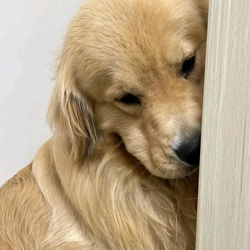 @里里（萌宠补给站🐾）