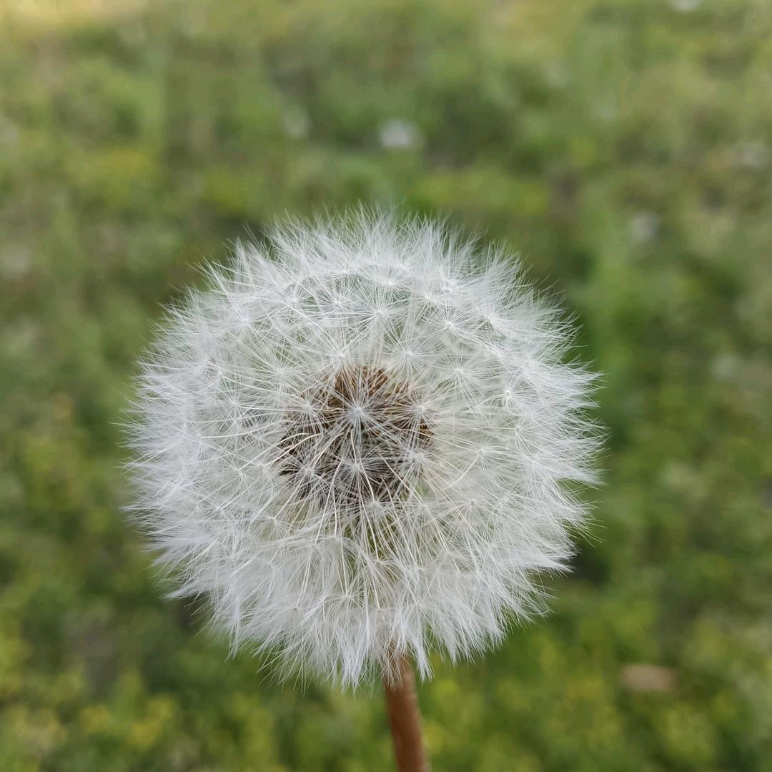 清风抚柳醉牵牛