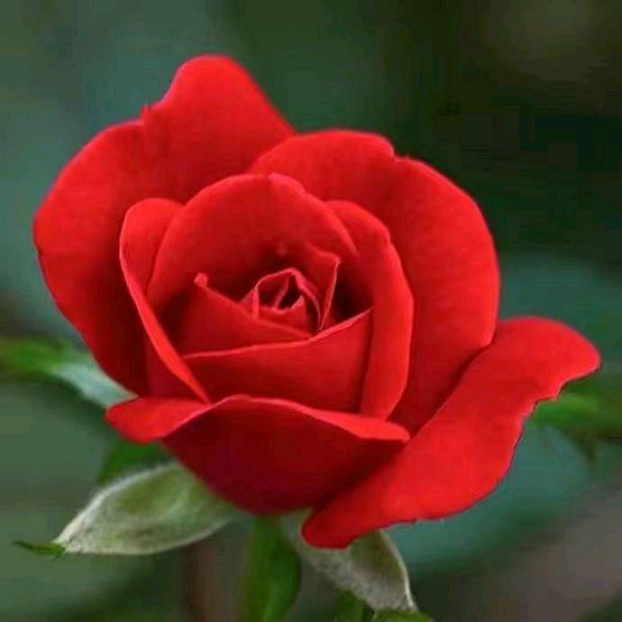 可爱的美桂花🌹