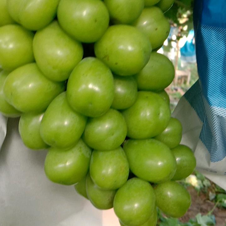 阳光葡萄
