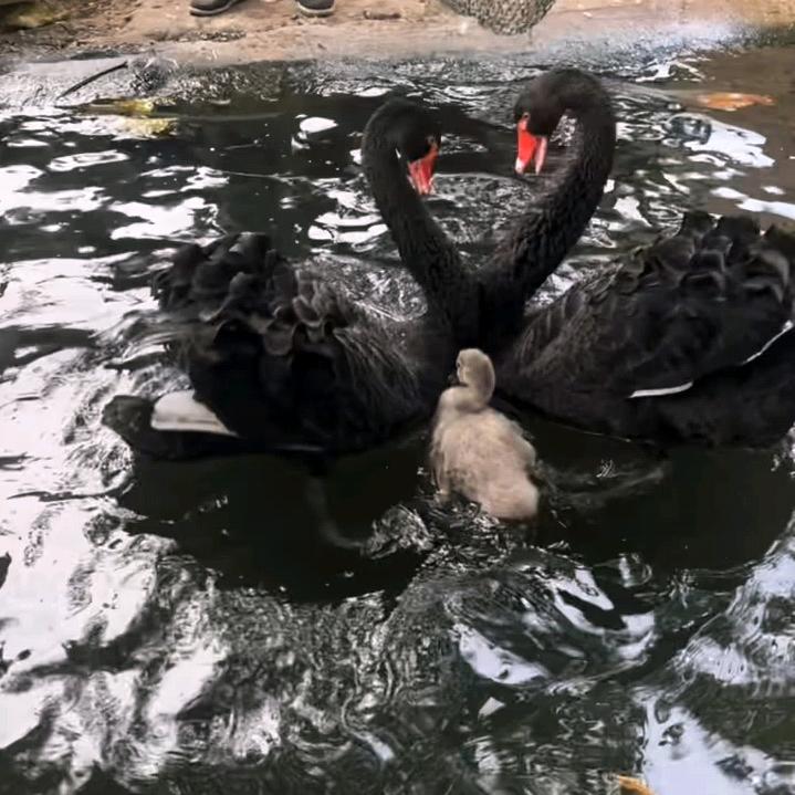 曦玉