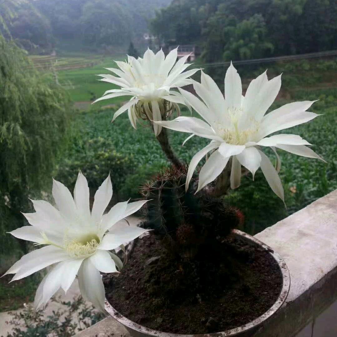 （成忠）是晴书粉丝