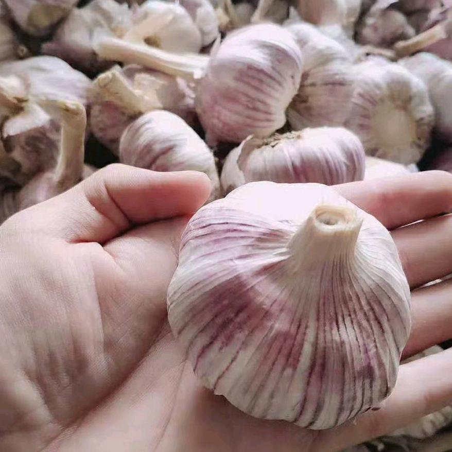 大蒜生姜供应链