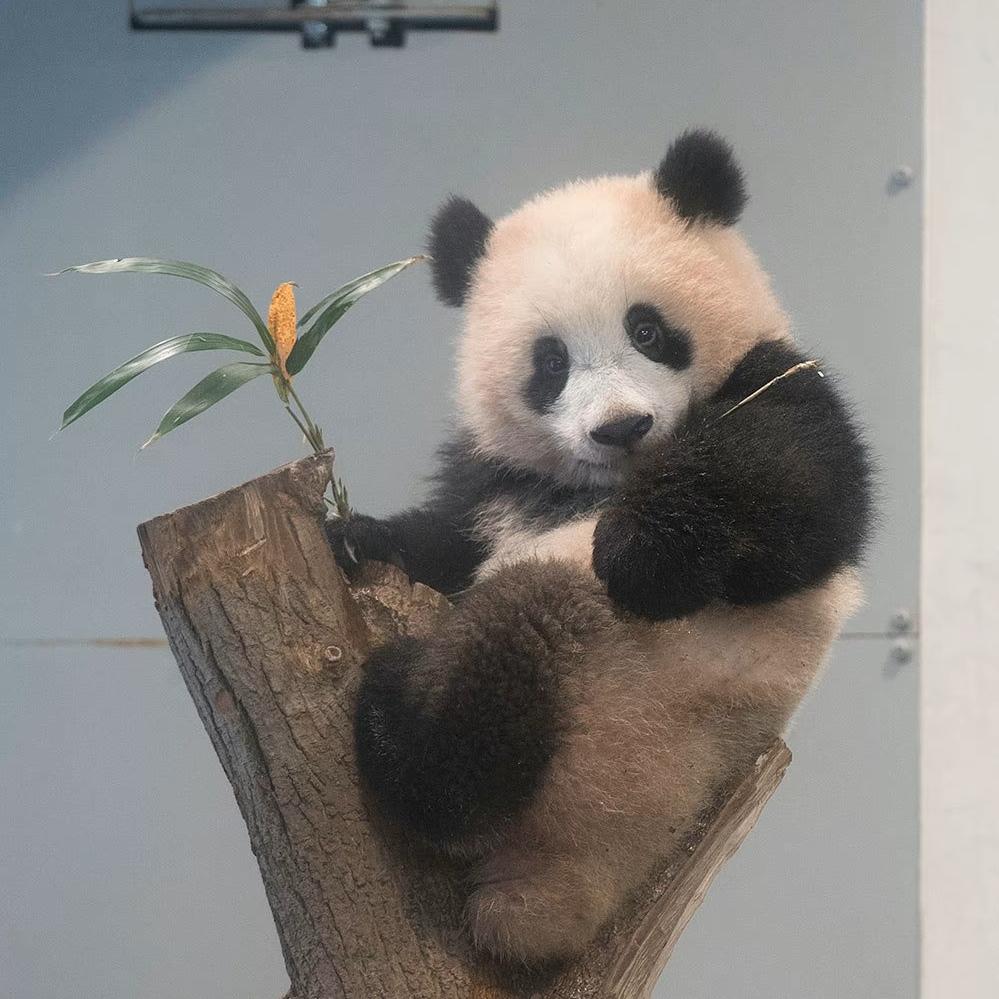 ༺小小辉༻