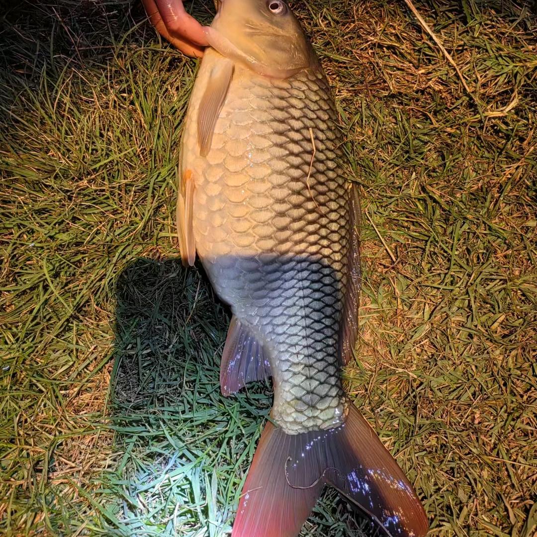 🎣🎣板板桥晓晓鱼塘🎣