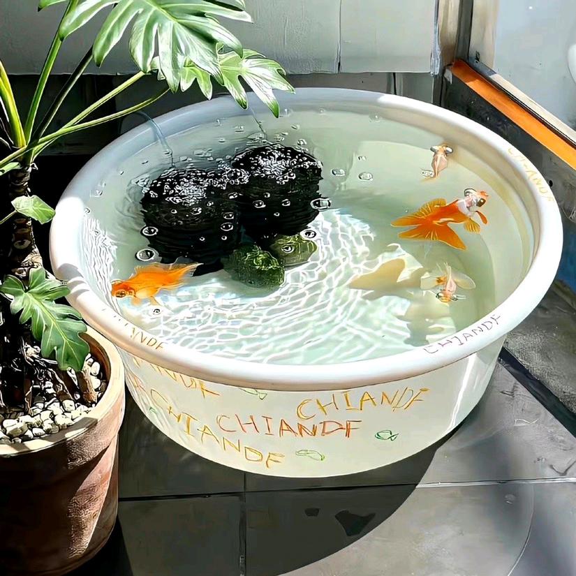 努力版小虎🐯