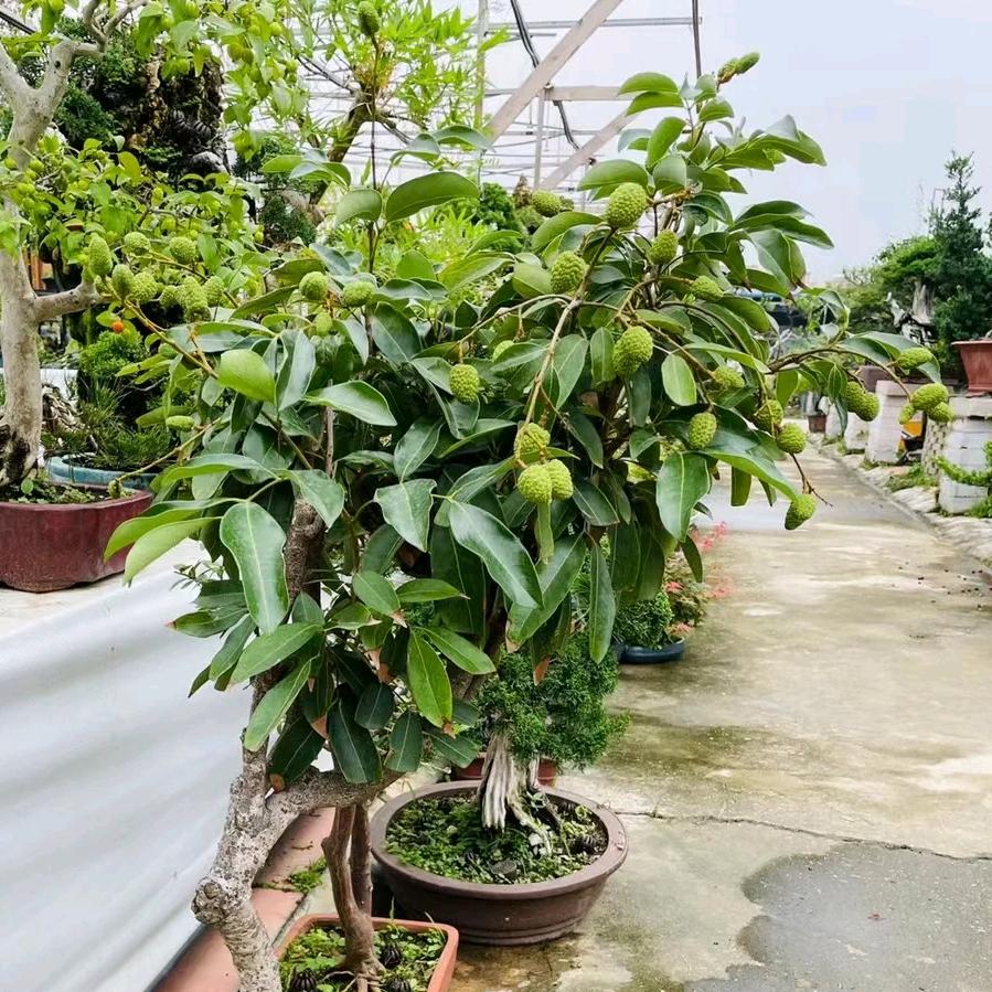 健清果树苗木专营店