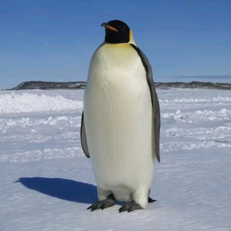 LoongPenguin