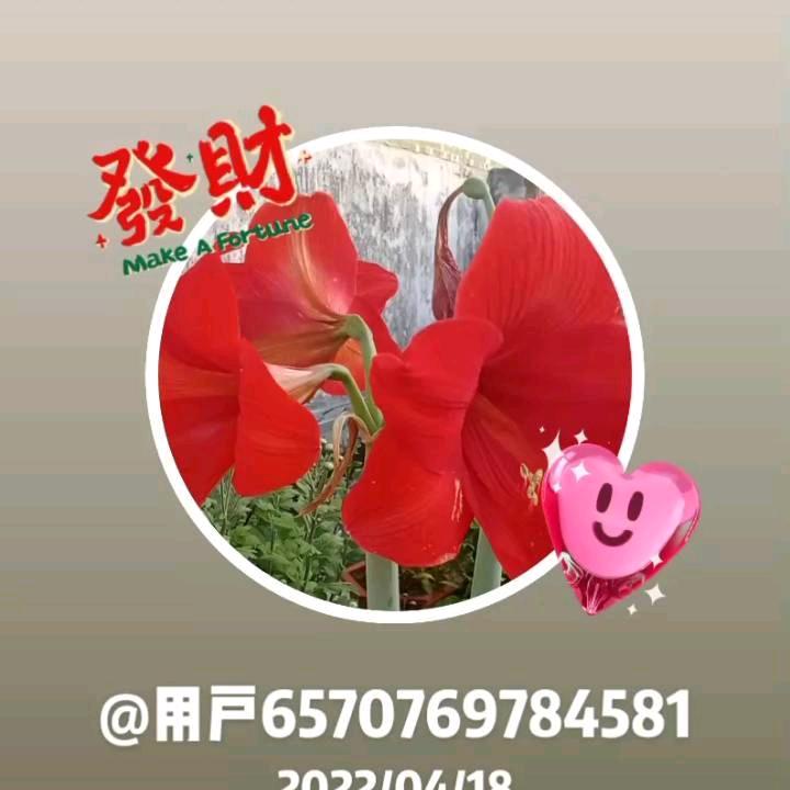 菊花香