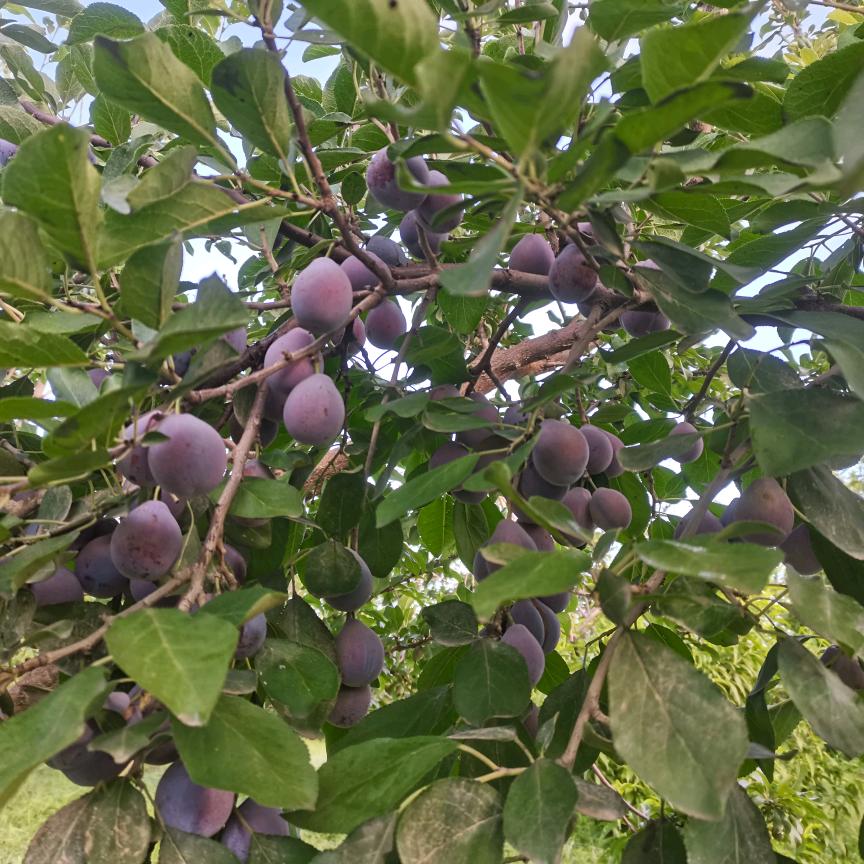 陕西妮儿在新疆