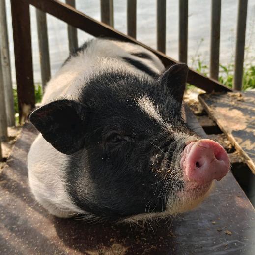 慈溪市绿色农业基地