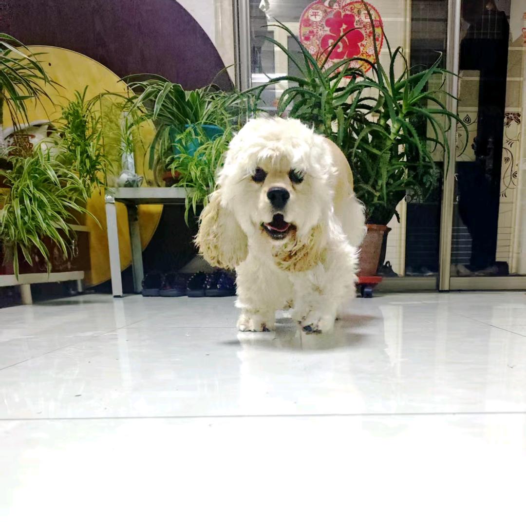 《胜菲》犬业