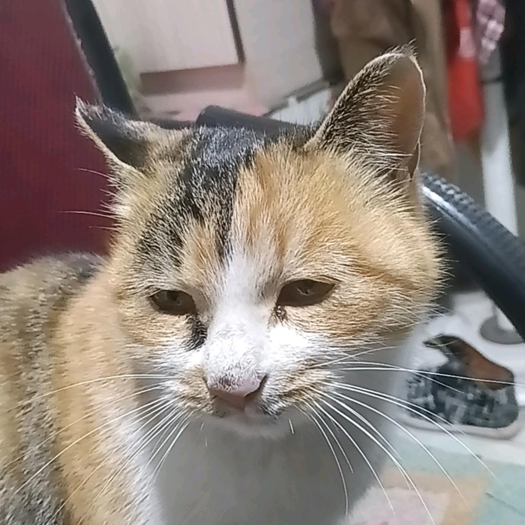 家