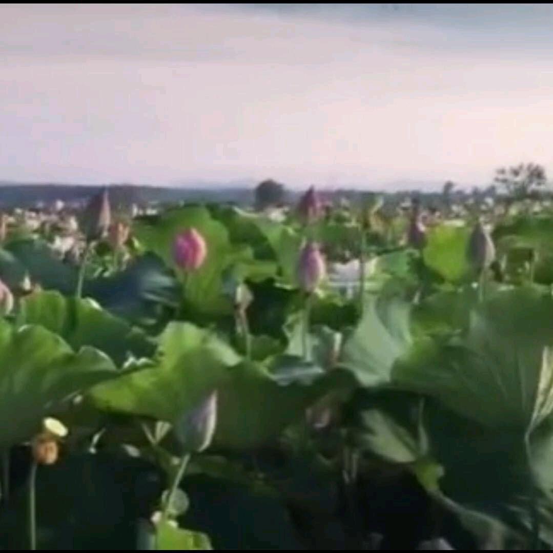 碧野莲农