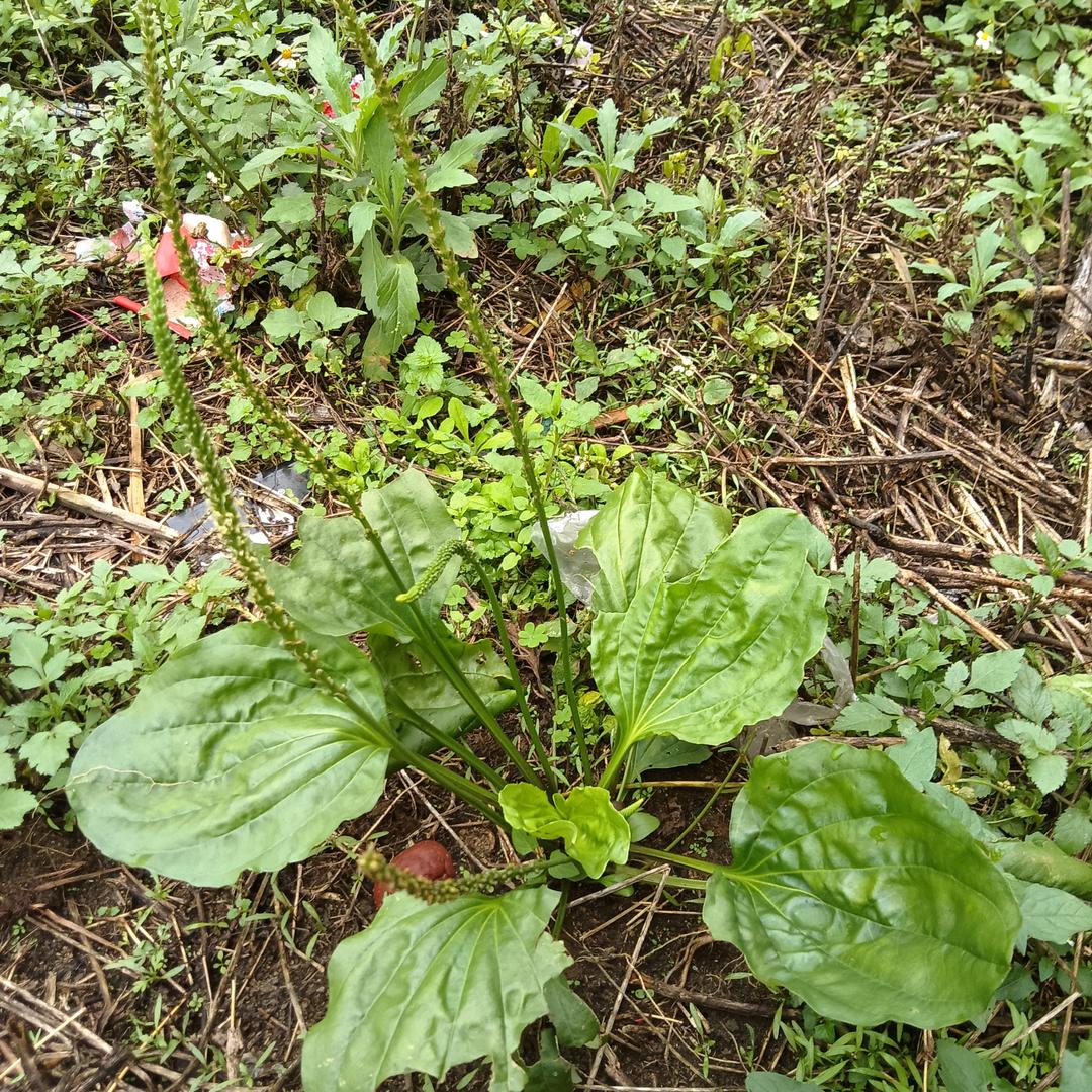 🌸辉煌   毒公子🌸