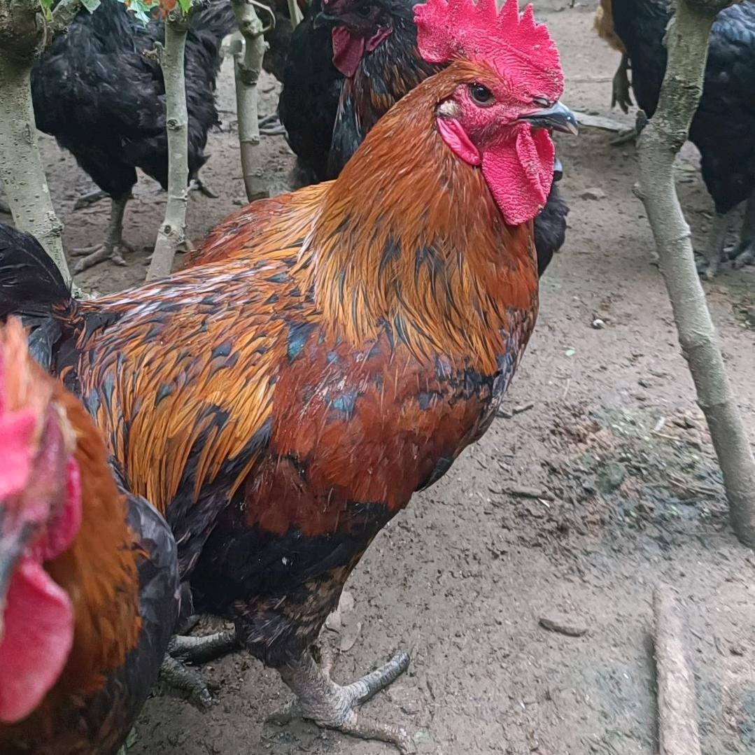 利霞散养土鸡🐔