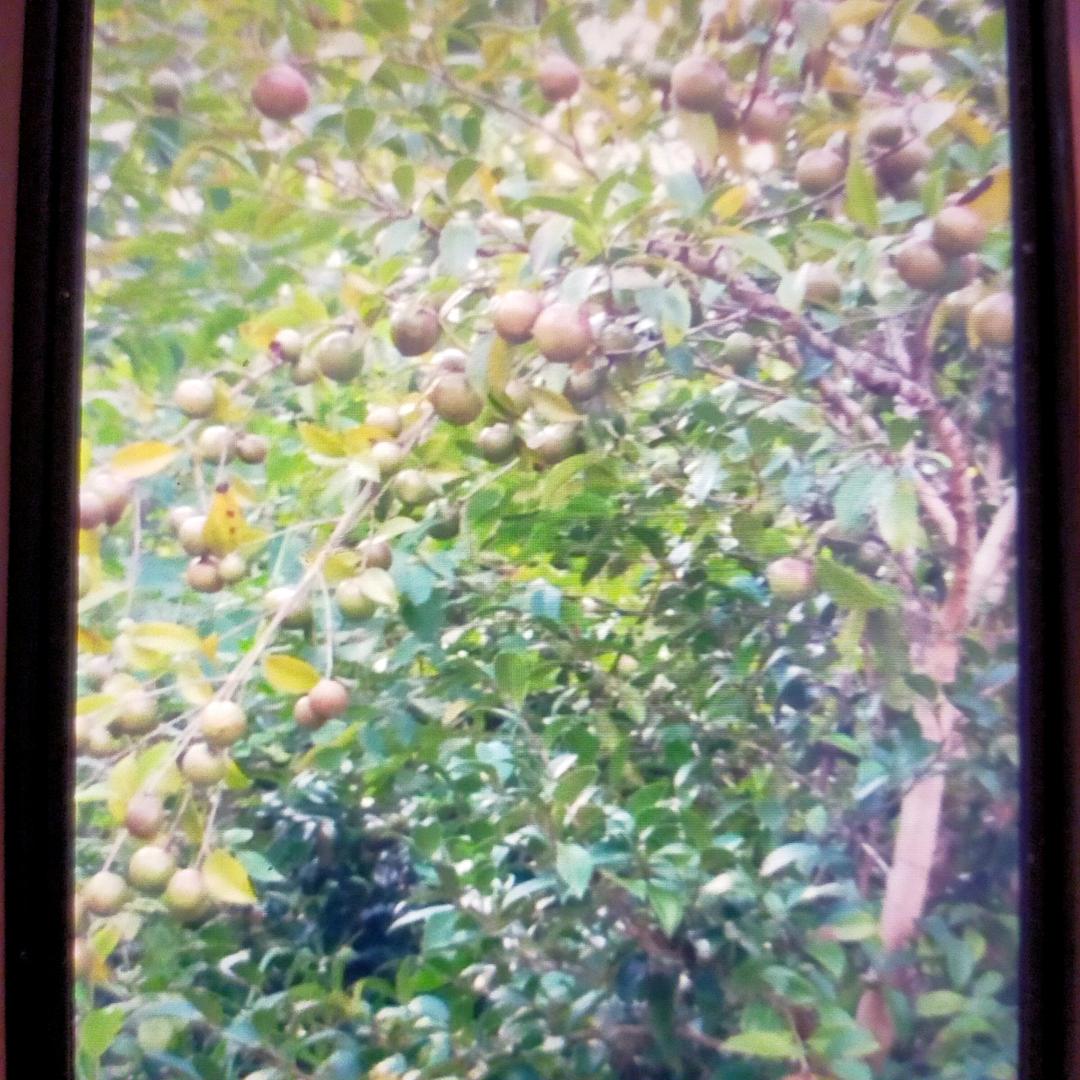 《无怨无悔》