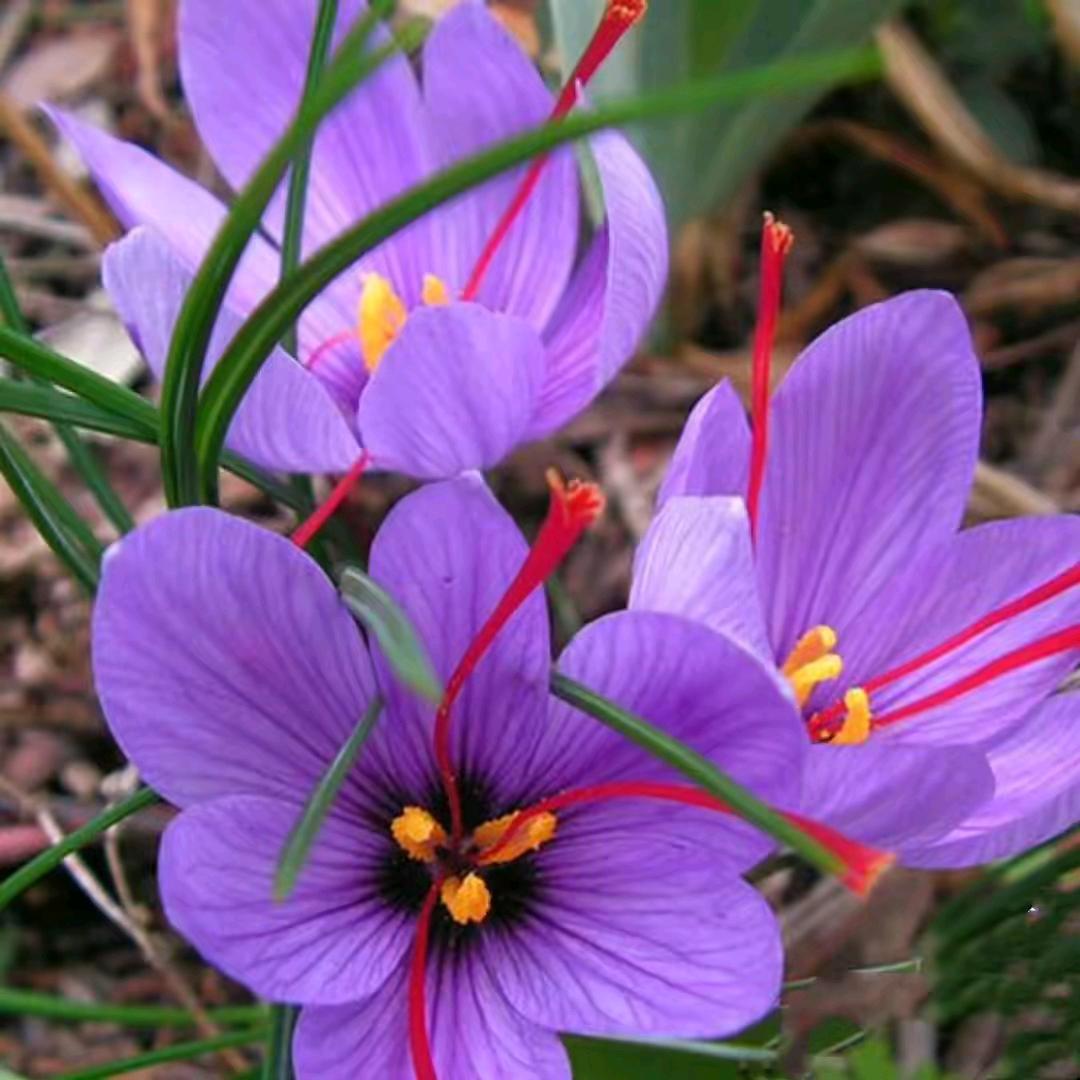 无情🌹🌹🌹宝宝💃💃