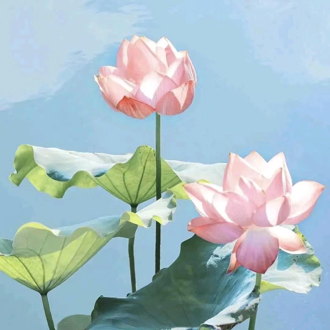 （花开富贵）