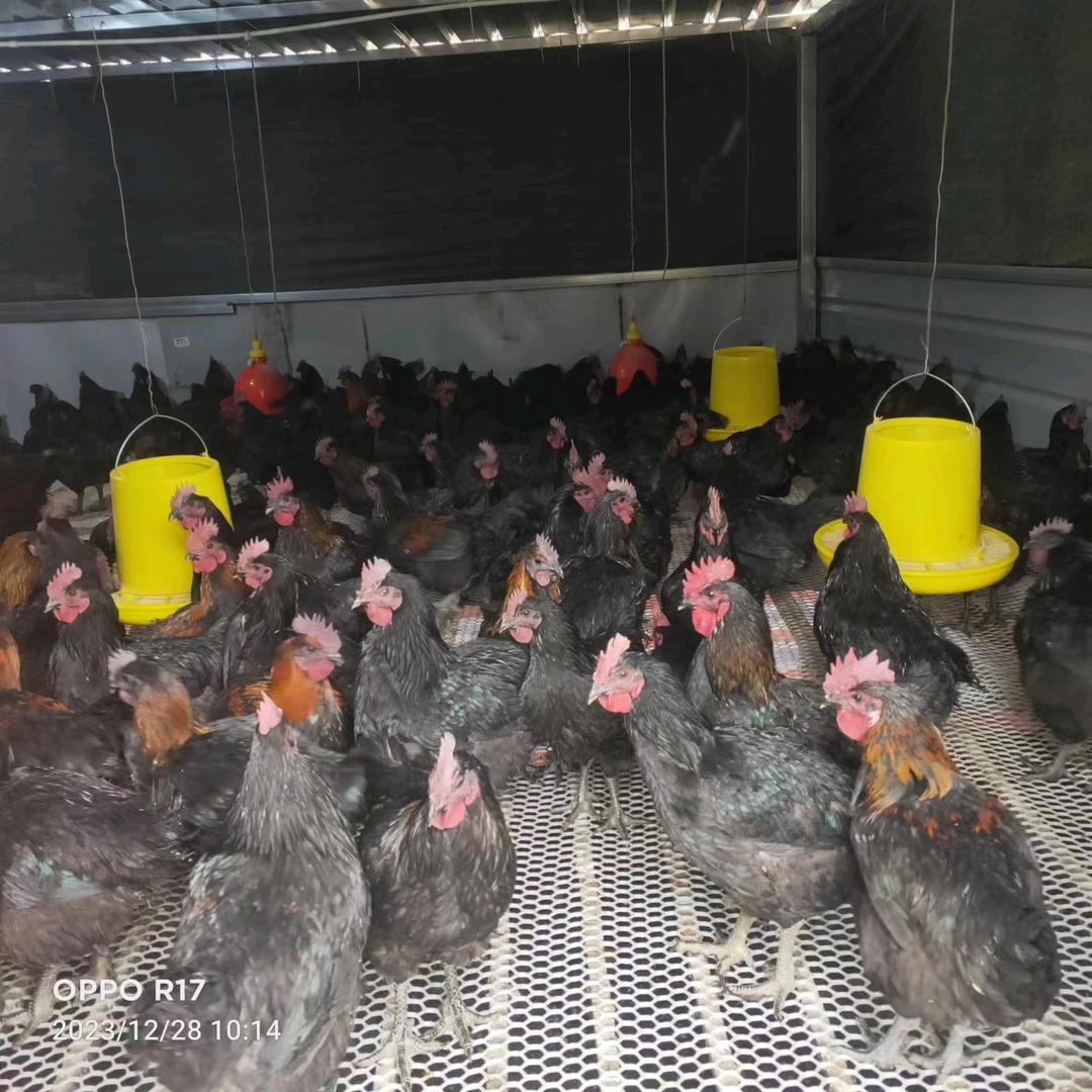 锦屏胡氏养殖合作社