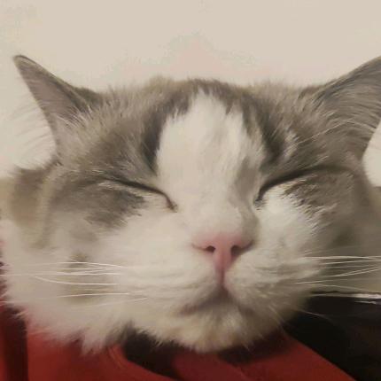 猪飞猛进很精神