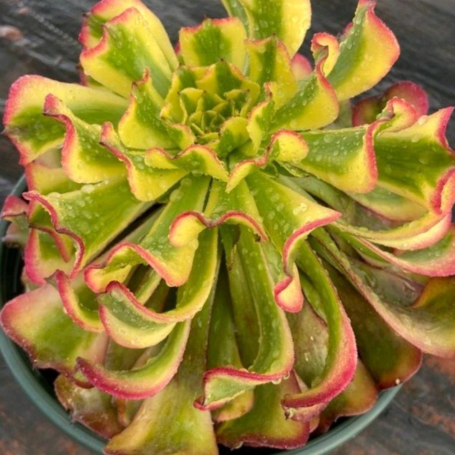 菁乐多肉（法师锦）