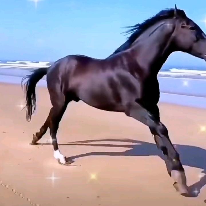 郑洪