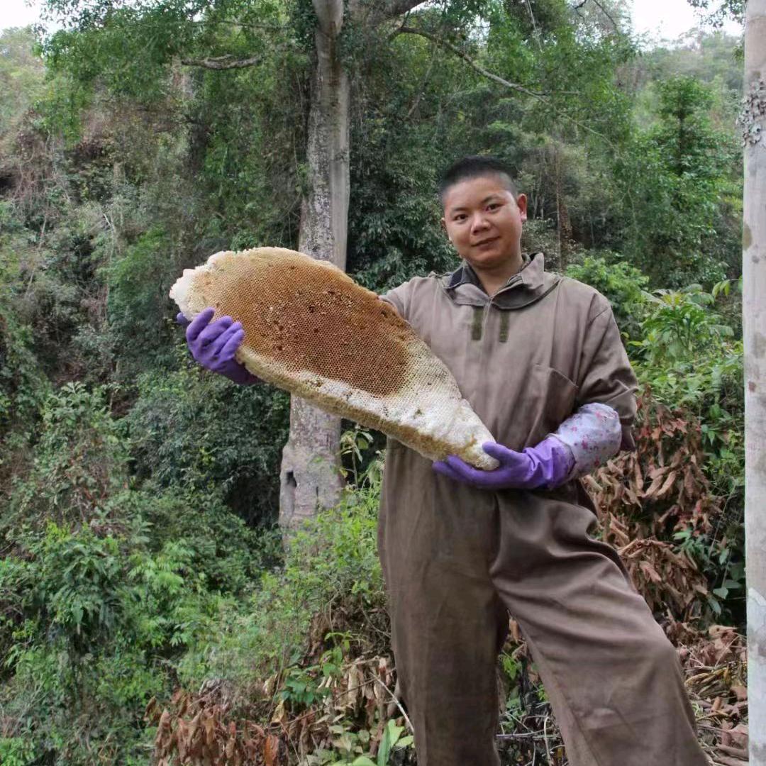阿牛哥采蜜