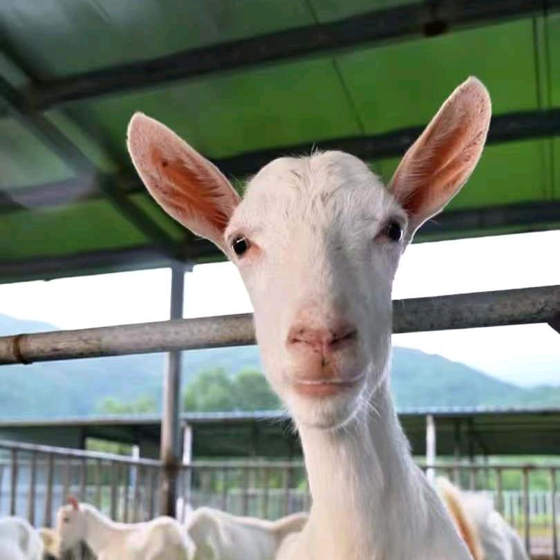 农村养殖奶山羊