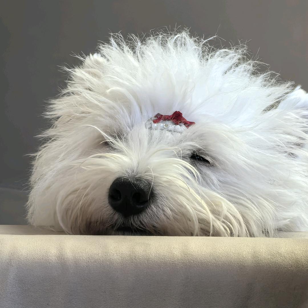 王臭臭与张了了