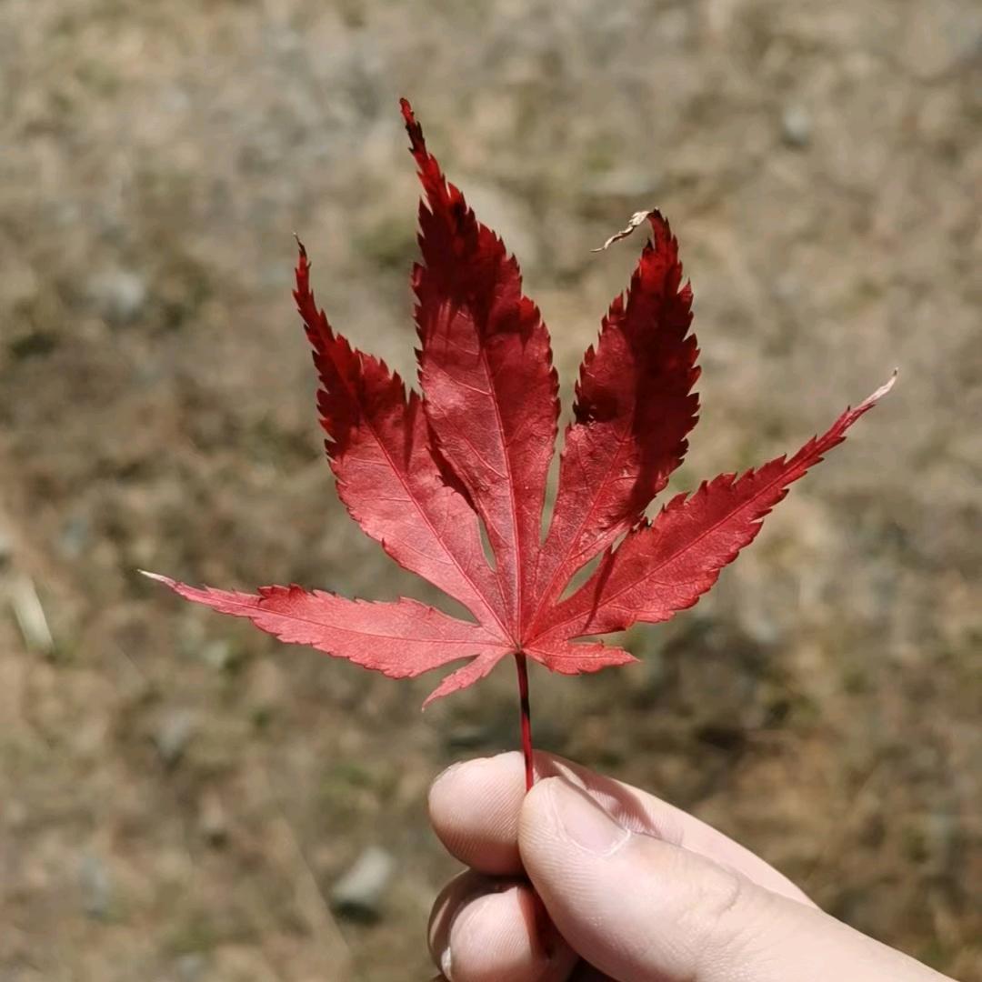 云途