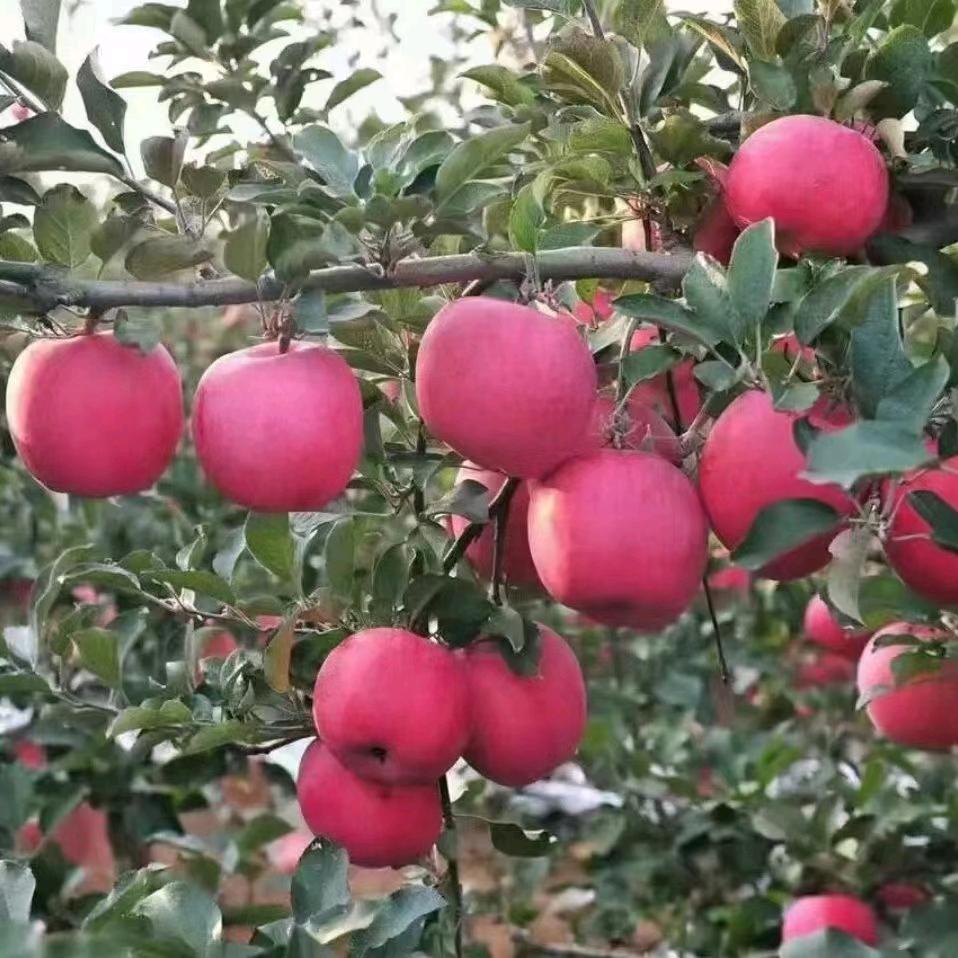 远方的思念