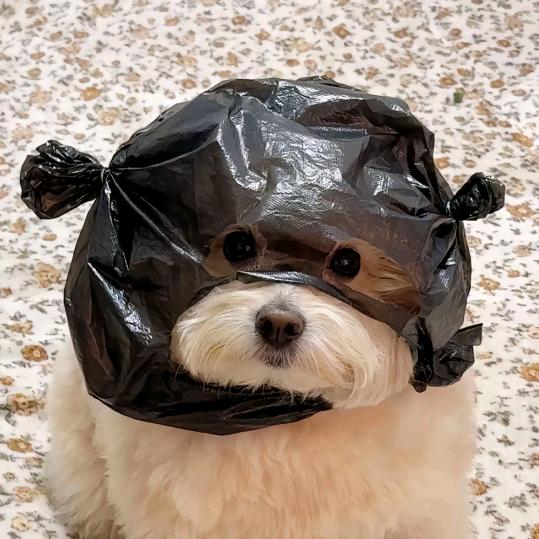 脑子没进水
