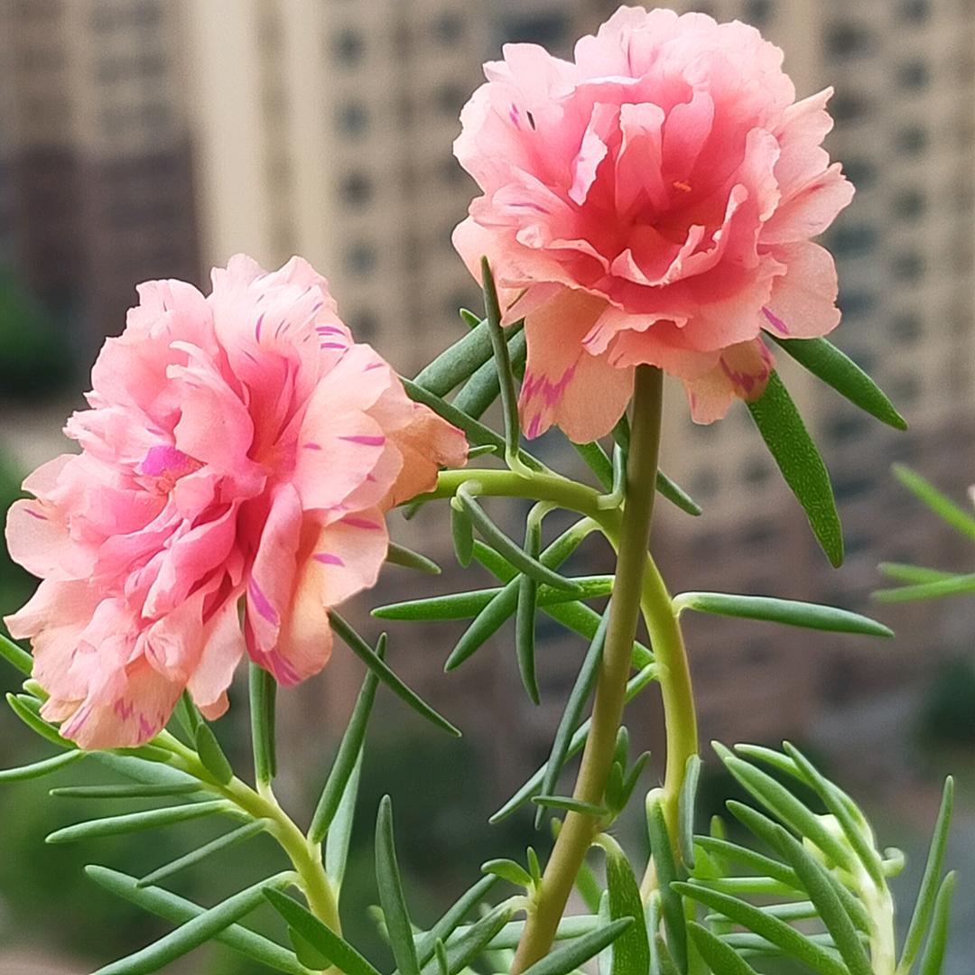 燕儿爱养花