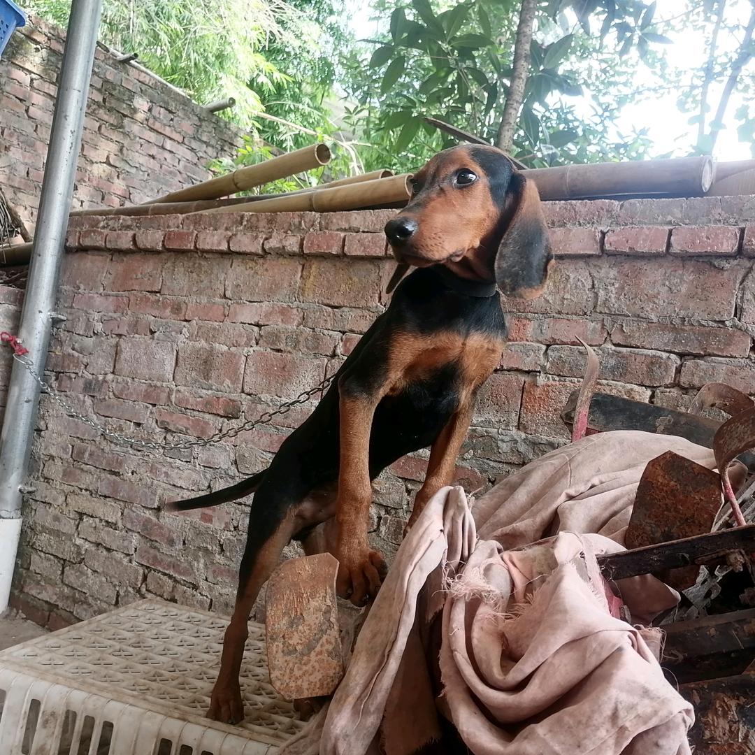 猎犬爱好者