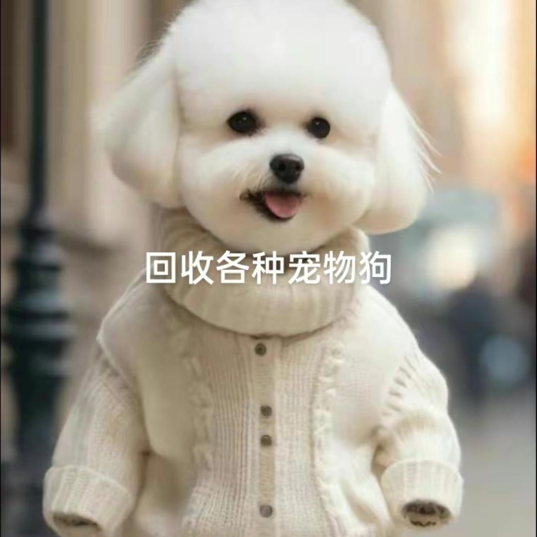 合肥收狗宠物狗