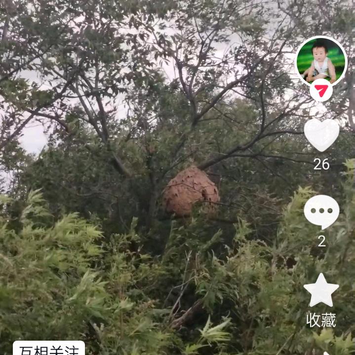 一把老锄头